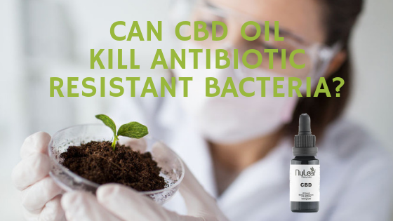 Can CBD Oil Kill Antibiotic Resistant Bacteria?